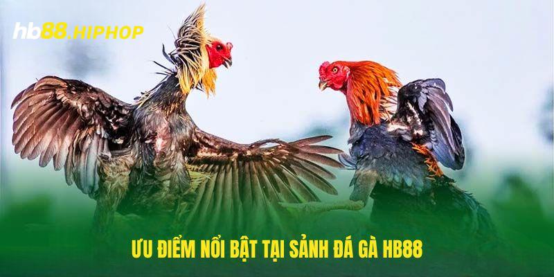 Đá Gà HB88 - Đấu Chiến Kê Trường Đẳng Cấp Nhất Thời Đại Đặc điểm nổi bật có trong đá gà HB88